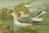Larus argentatus Brunn
