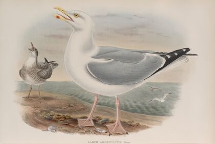 Larus argentatus. Herring-Gull. (1862-1873)