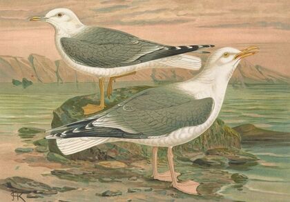 Larus canus, Larus argentatus Brunn