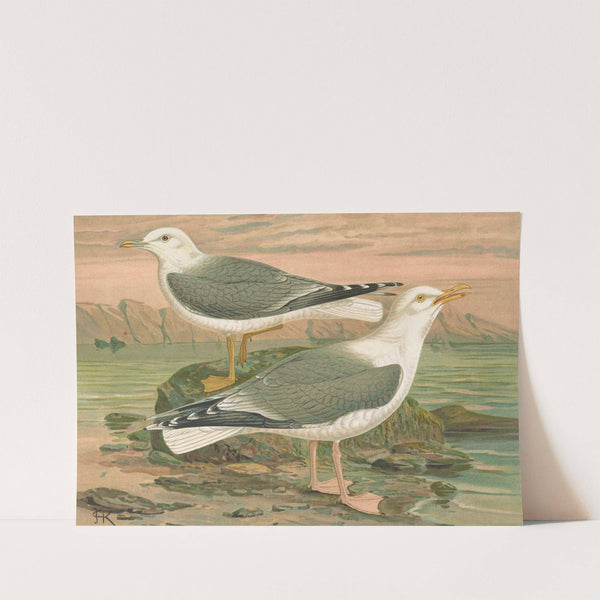 Larus canus, Larus argentatus Brunn by Johann Friedrich Naumann