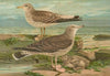 Larus canus, Larus argentatus Brunn.
