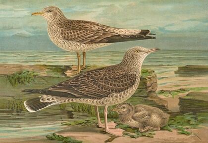 Larus canus, Larus argentatus Brunn.