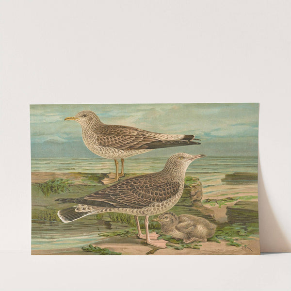 Larus canus, Larus argentatus Brunn. by Johann Friedrich Naumann