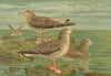 Larus fuscus, Larus marinus, Larus glaucus Brùnn.