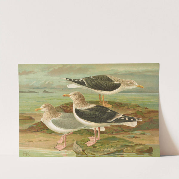 Larus fuscus, Larus marinus, Larus glaucus Brunn. by Johann Friedrich Naumann