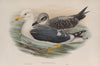 Larus fuscus. Lesser Black-backed Gull. (1862-1873)