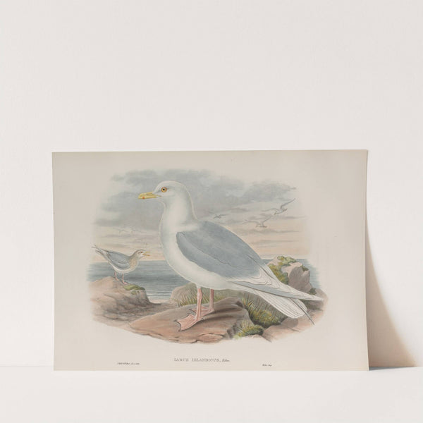 Larus islandicus. Iceland Gull. (1862-1873) by John Gould