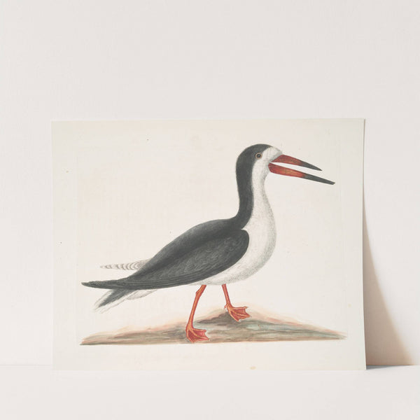 Larus Major, The Cut Water. by Mark Catesby
