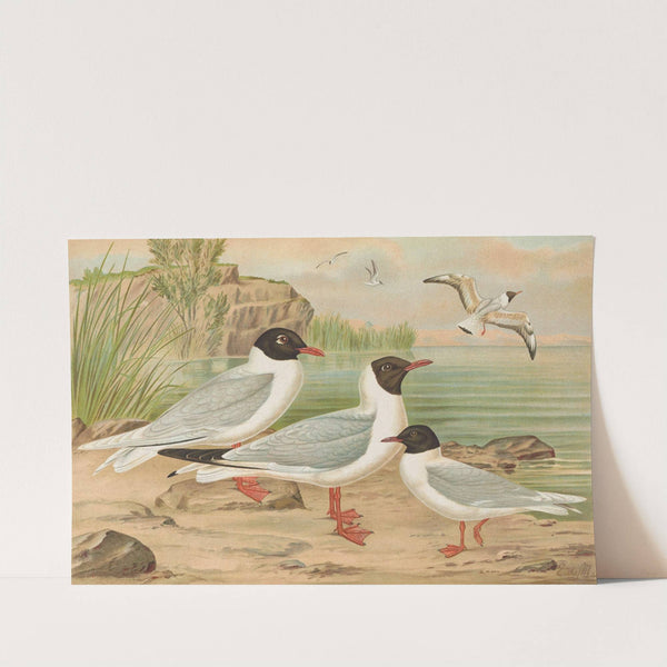 Larus minutus Pall, Larus ridibundus, Larus melanocephalus Natt, Larus minutus Pall by Johann Friedrich Naumann