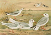 Larus minutus Pall, Larus ridibundus, Larus melanocephalus Natt, Larus Philadelphia Ord