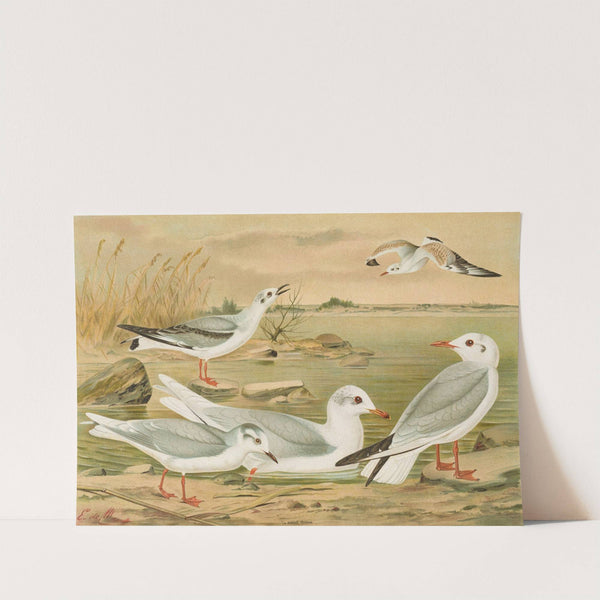 Larus minutus Pall, Larus ridibundus, Larus melanocephalus Natt, Larus Philadelphia Ord by Johann Friedrich Naumann