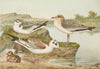Larus minutus Pall, Larus ridibundus,Larus melanocephalus