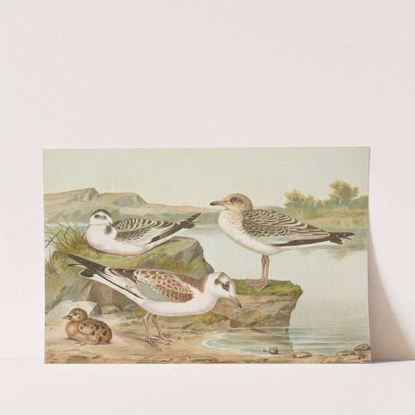 Larus minutus Pall, Larus ridibundus,Larus melanocephalus by Johann Friedrich Naumann