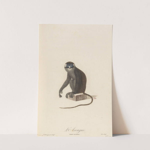 L’Ascagne by Jean-Baptiste Audebert