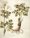 Laserpitium archangelica