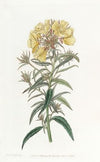 Late-flowering Evening Primrose