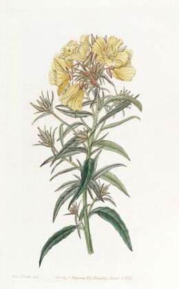 Late-flowering Evening Primrose