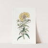 Late-flowering Evening Primrose by Sydenham Edwards