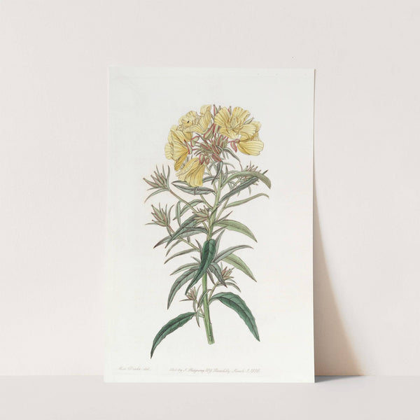 Late-flowering Evening Primrose by Sydenham Edwards