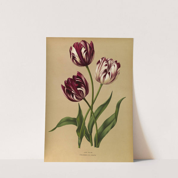 Late Tulips (1872-1881) by Arentina Hendrica Arendsen