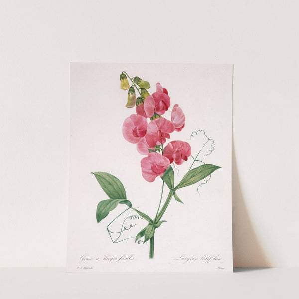 Lathyrus latifolius (Everlasting Pea) by Pierre Joseph Redouté