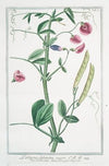 Lathyrus sylvestris major – Cicerchia salvatica. (flat peavine; narrow leaved everlasting pea)