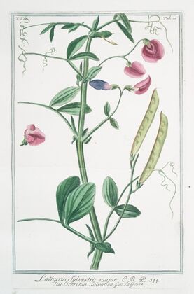 Lathyrus sylvestris major – Cicerchia salvatica. (flat peavine; narrow leaved everlasting pea)