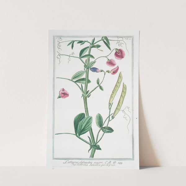 Lathyrus sylvestris major - Cicerchia salvatica. (flat peavine; narrow leaved everlasting pea) by Giorgio Bonelli