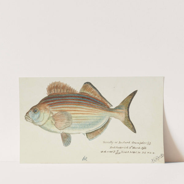 Latridopsis forsteri (Tas) : Copper moki (1868) by Frank Edward Clarke