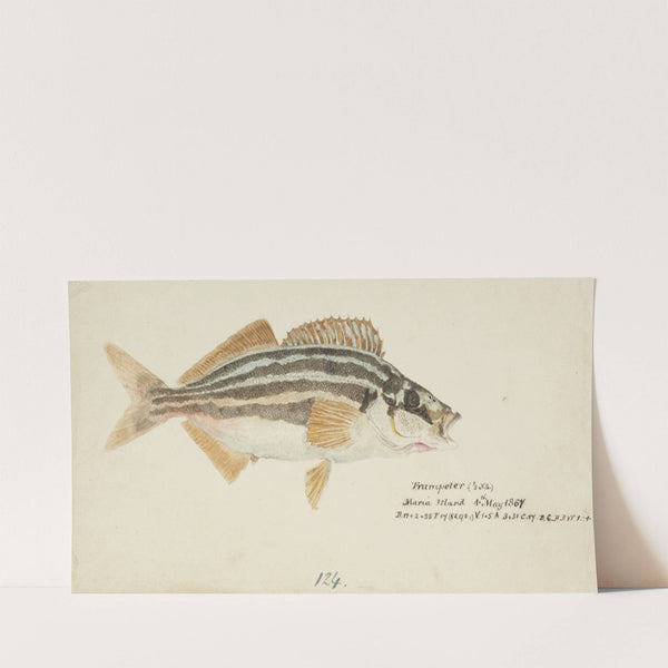 Latris lineata (NZ) : Common Trumpeter (1867) by Frank Edward Clarke