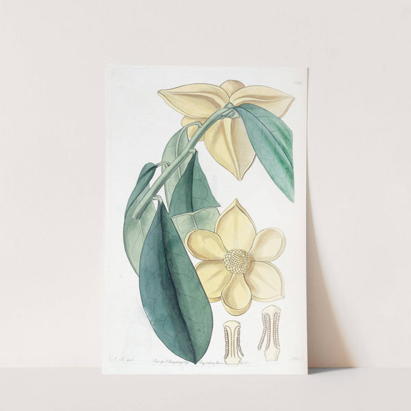 Laurel-leaved Custard Apple by Sydenham Edwards