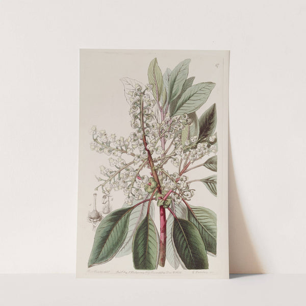 Laurel-leaved Strawberry tree by Sydenham Edwards