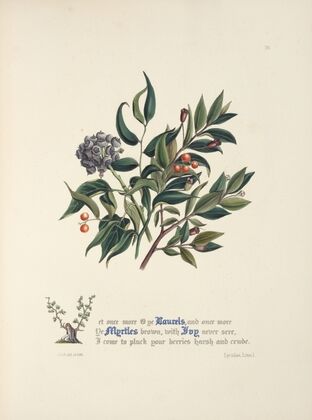 Laurels, myrtles and ivy