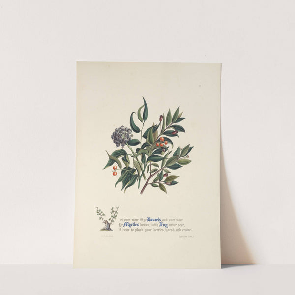 Laurels, myrtles and ivy by Jane Elizabeth Giraud