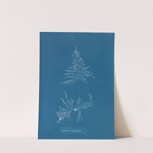 Laurencia dasyphylla (1843-1853) by Anna Atkins