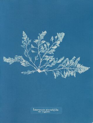 Laurencia pinnatifida var. angusta