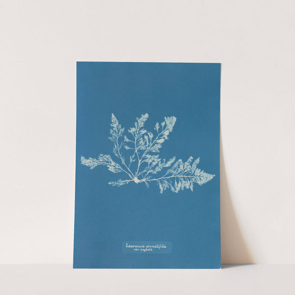 Laurencia pinnatifida var. angusta (1843-1853) by Anna Atkins