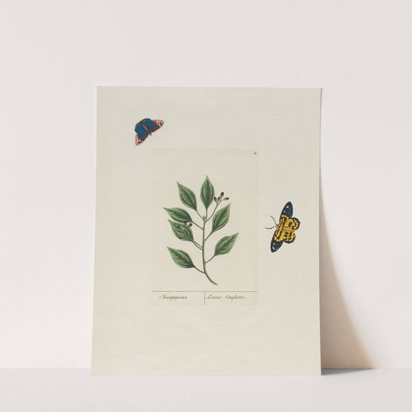 Laurus Camphor (1797–1810) by Petr Martynovich Gofman