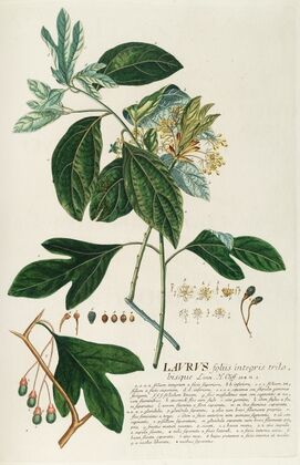 Laurus II