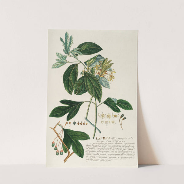 Laurus II by Georg Dionysius Ehret