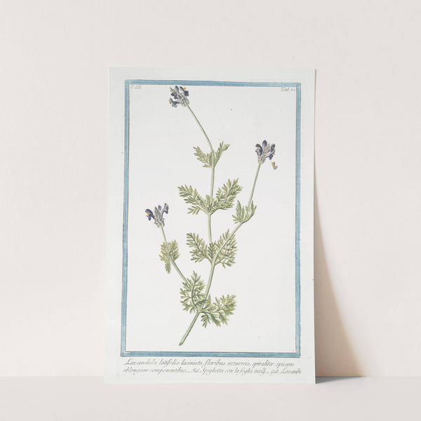 Lavandula, latifolia laciniata, floribus azzurreis, spiraliter spicam oblongam componentibus - Spighetta con la foglia intagta - Lavande. (Spike Lavender) by Giorgio Bonelli