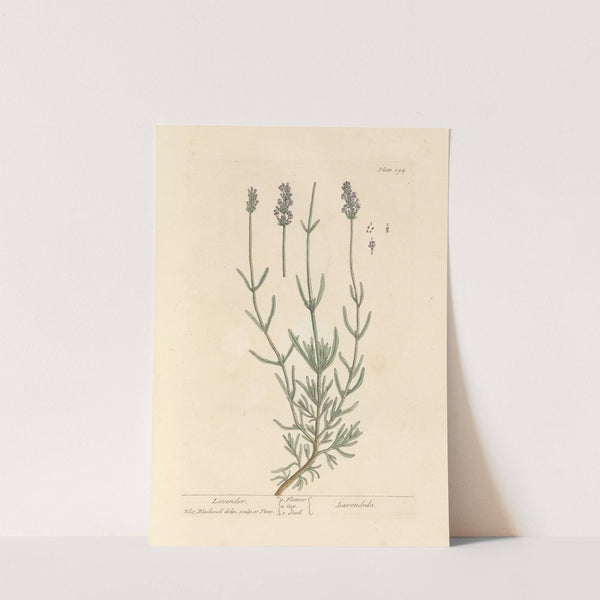 Lavender by Elizabeth Blackwell