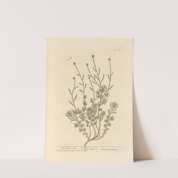 Lavender cotton by Elizabeth Blackwell