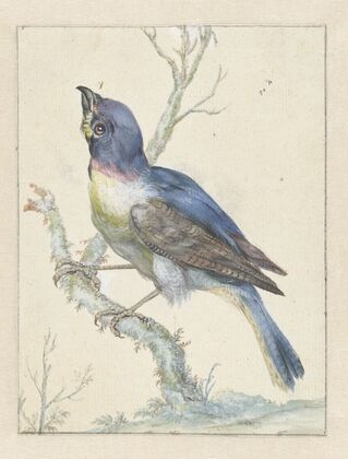 Lazuli Bunting