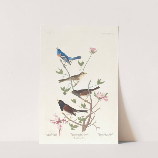 Lazuli finch. Clay-coloured finch. Oregon snow finch by John James Audubon