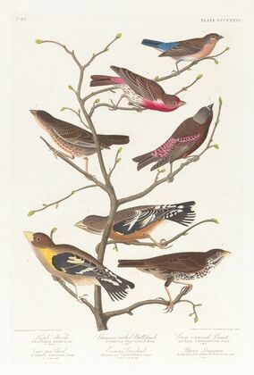 Lazuli finch. Crimson-necked bull finch. Grey-crowned linnet. Cow-pen bird. Evening grosbeak. Brown longspur