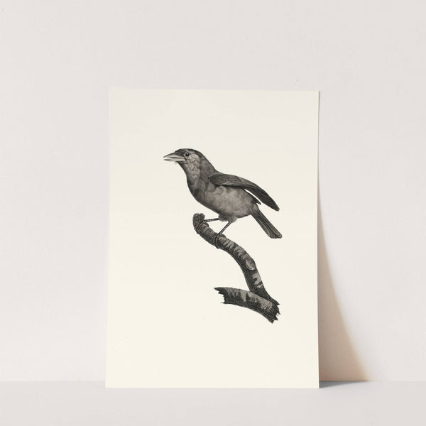 Le Barbu à gorge bleu mâle . by Jacques Barraband