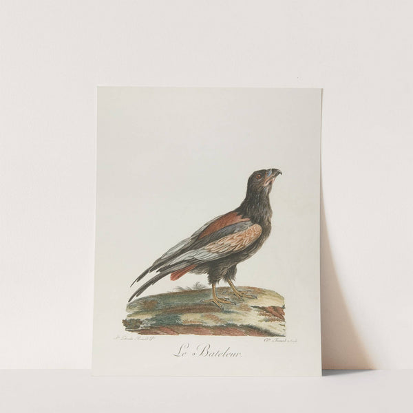 Le bateleur (18th century) by François Levaillant