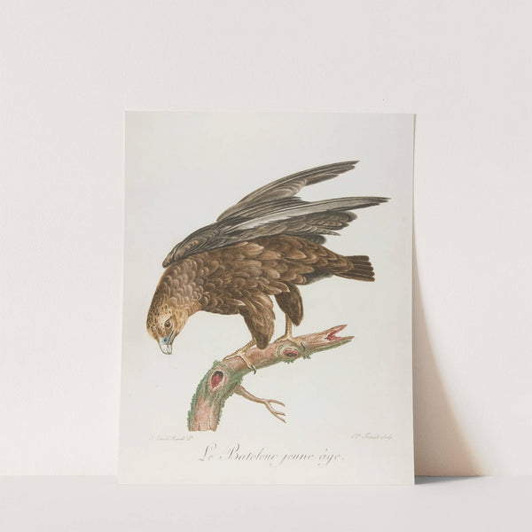 Le bateleur jeune age (18th century) by François Levaillant