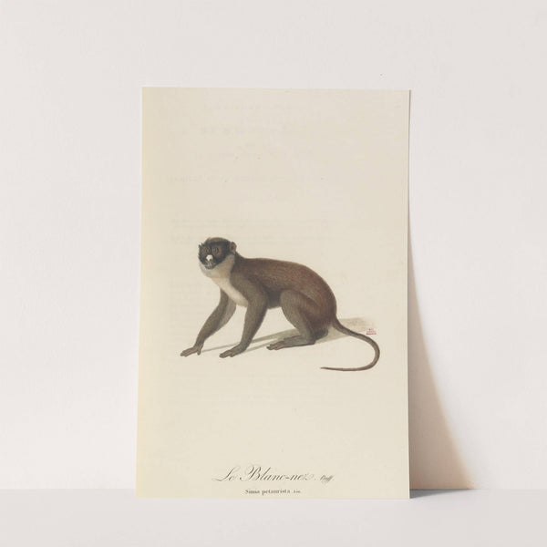 Le Blanc-Nez by Jean-Baptiste Audebert